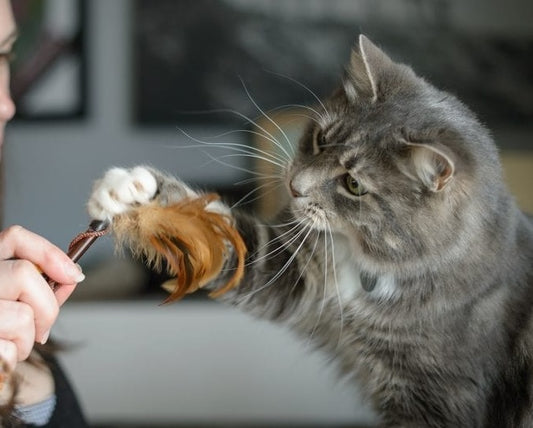 Top 5 Enrichment Activities to Keep Your Cat Entertained